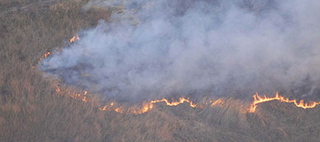 Humo sobre el agua: los incendios forestales en el humedal del Delta Bonaerense